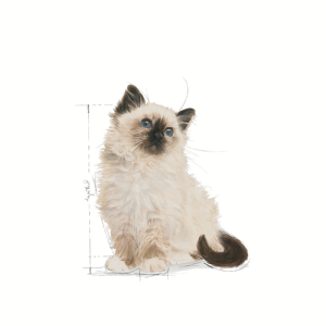 [ROYAL CANIN 法國皇家] 貓用 Kitten (Jelly) 幼貓營養主食濕糧（啫喱）85克